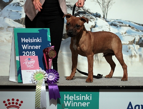 Helsinki_Winner_puppy_2018_VSP_Hemmo.JPG